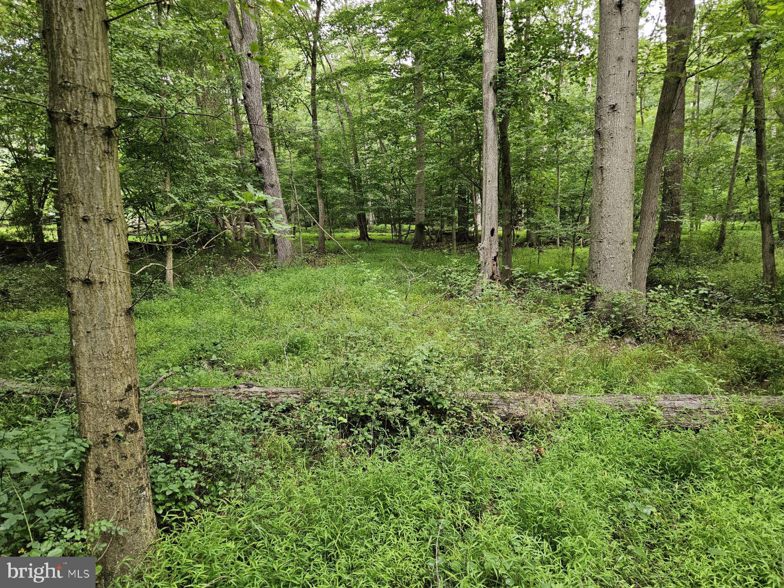 Conowingo Road Darlington, MD 21034 - Photo 9 of 25 a view of outdoor space and trees