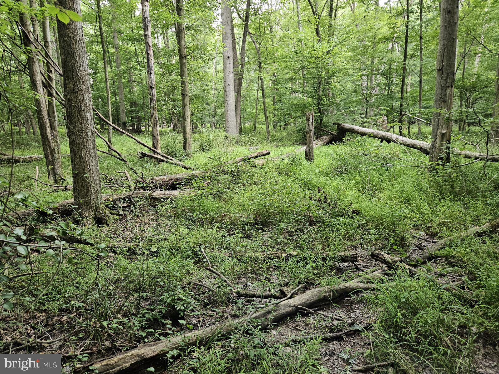 Conowingo Road Darlington, MD 21034 - Photo 10 of 25 a view of a lush green forest
