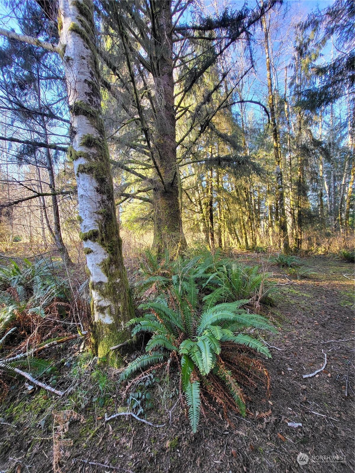 332 Shuwah Road Forks, WA 98331 - Photo 10 of 22 Gallery Image 10