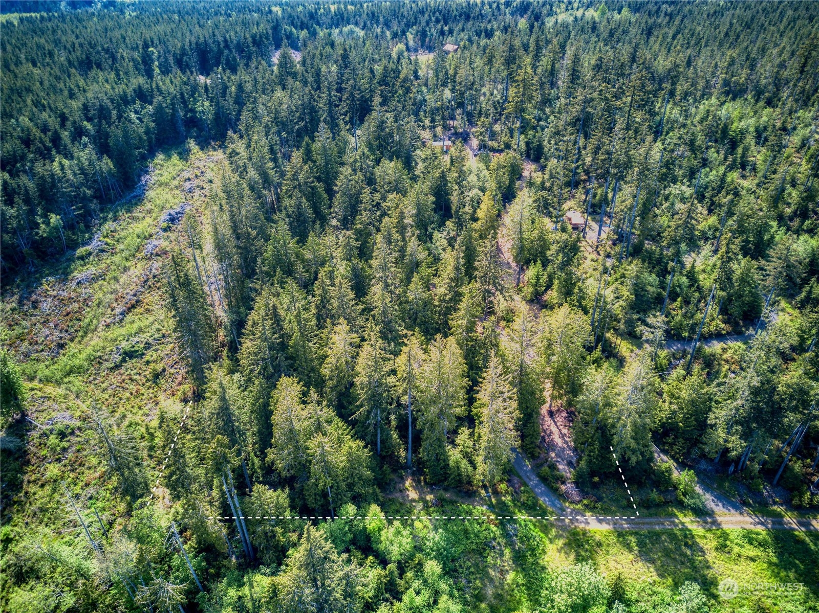376 Whitney Road Quilcene, WA 98376 - Photo 24 of 31 a view of a forest with a tree