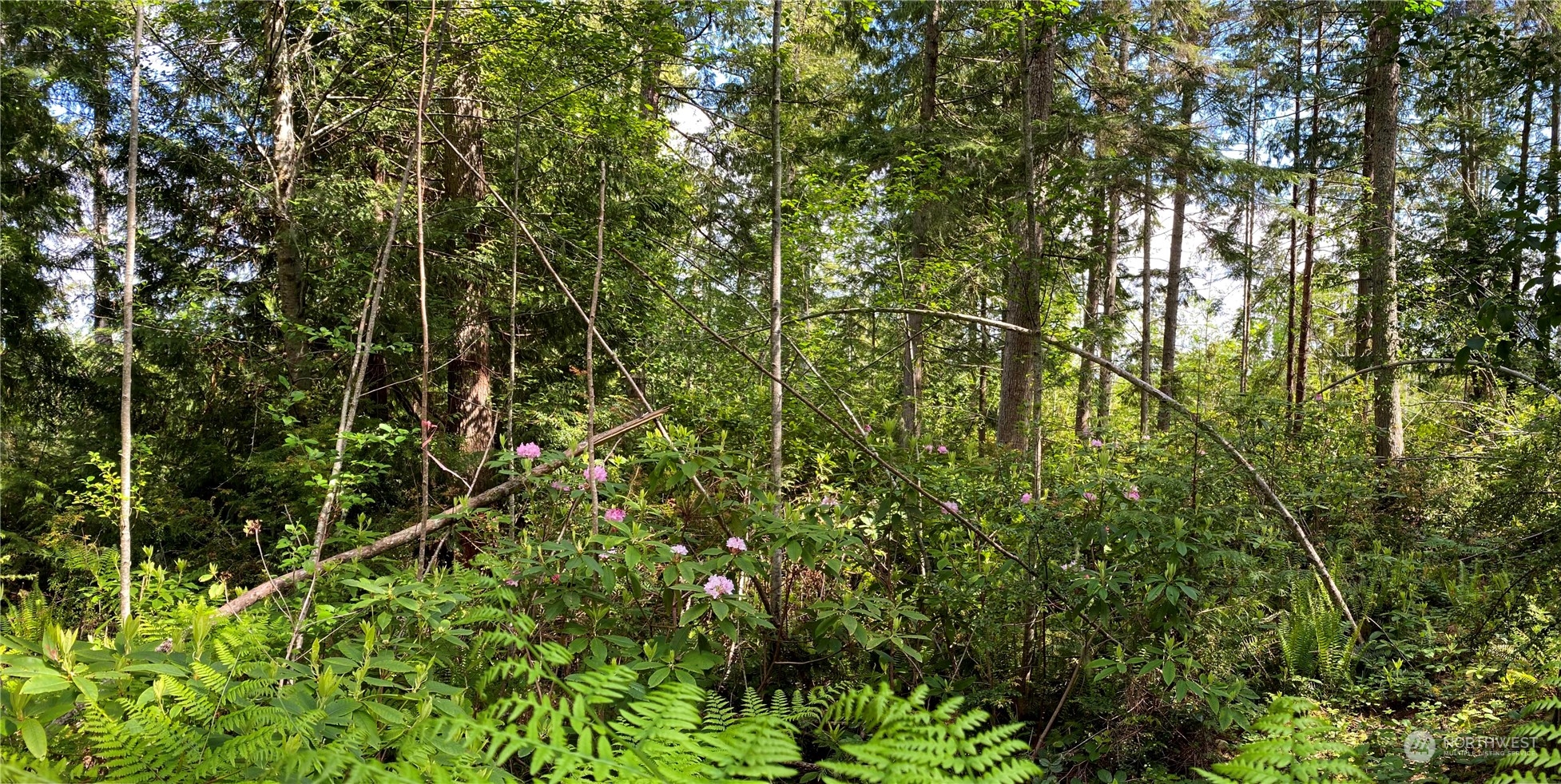376 Whitney Road Quilcene, WA 98376 - Photo 27 of 31 a view of a yard