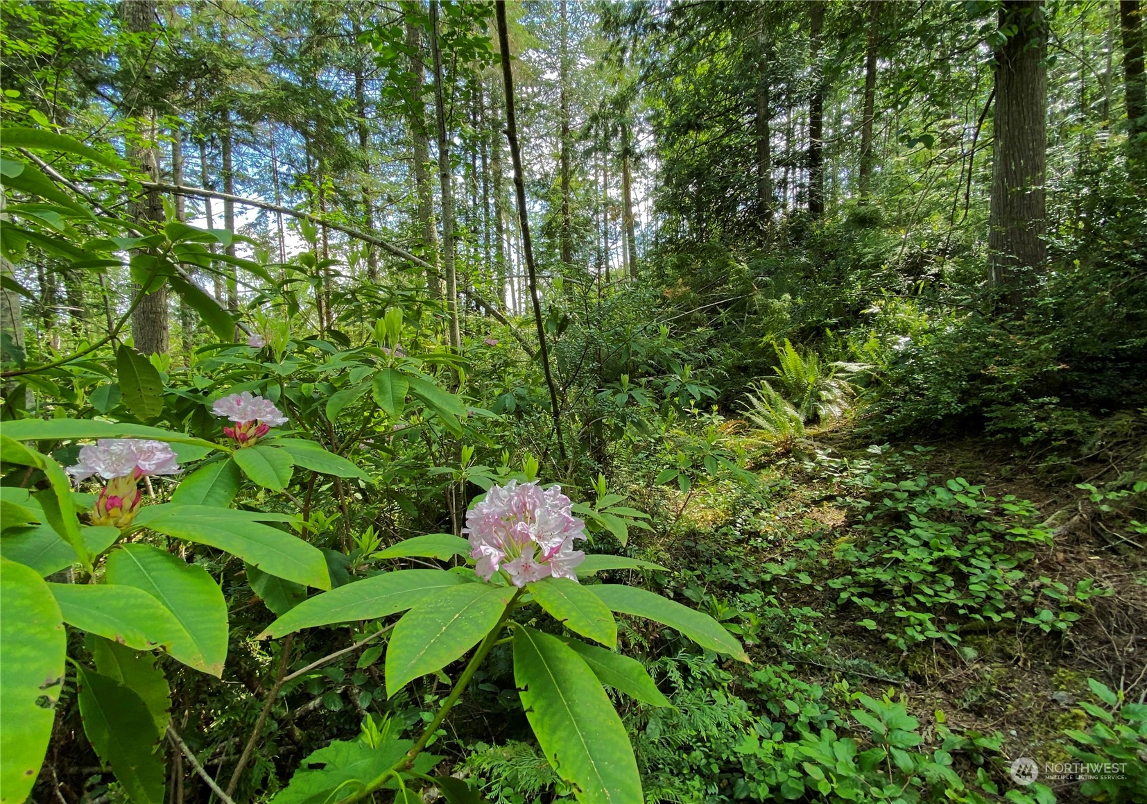 376 Whitney Road Quilcene, WA 98376 - Photo 28 of 31 a backyard of a house with lots of green space