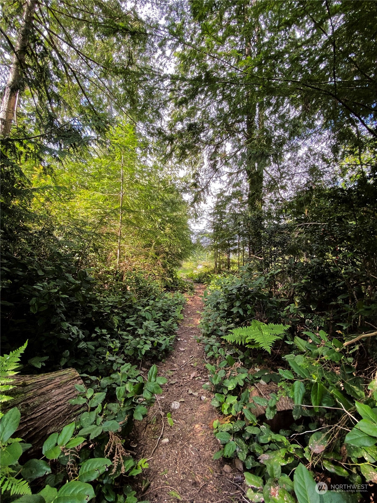 376 Whitney Road Quilcene, WA 98376 - Photo 29 of 31 a view of a large yard with lots of green space