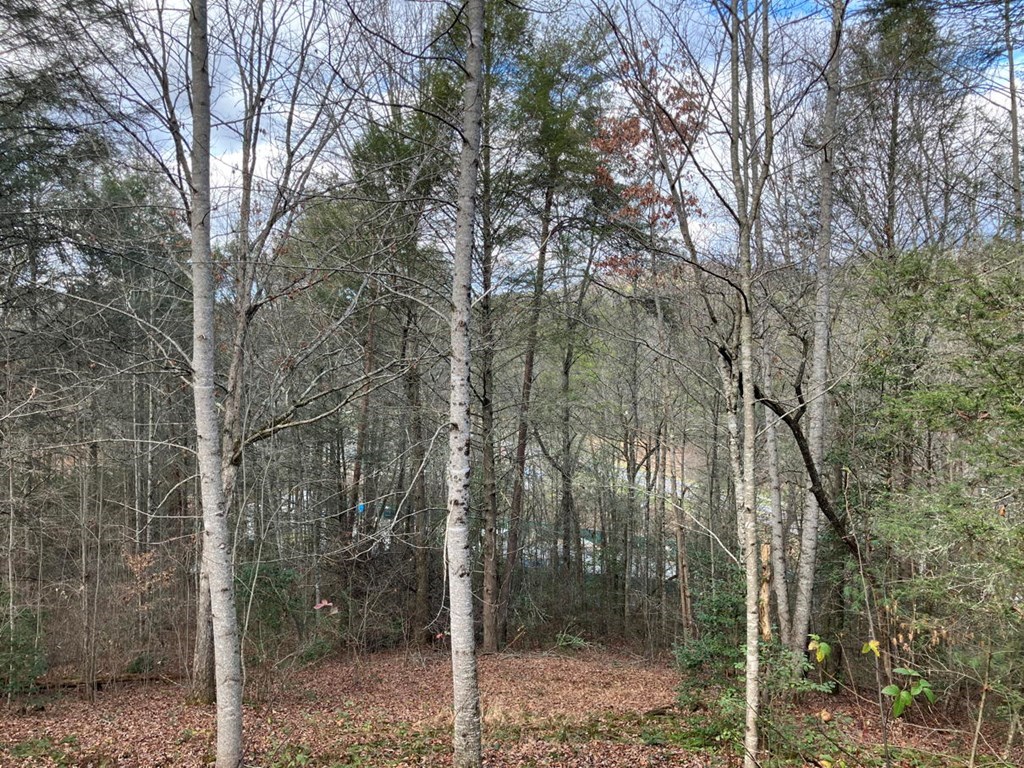 167 Lemon Drop Lane Murphy, NC 28906 - Photo 21 of 23 a view of a forest