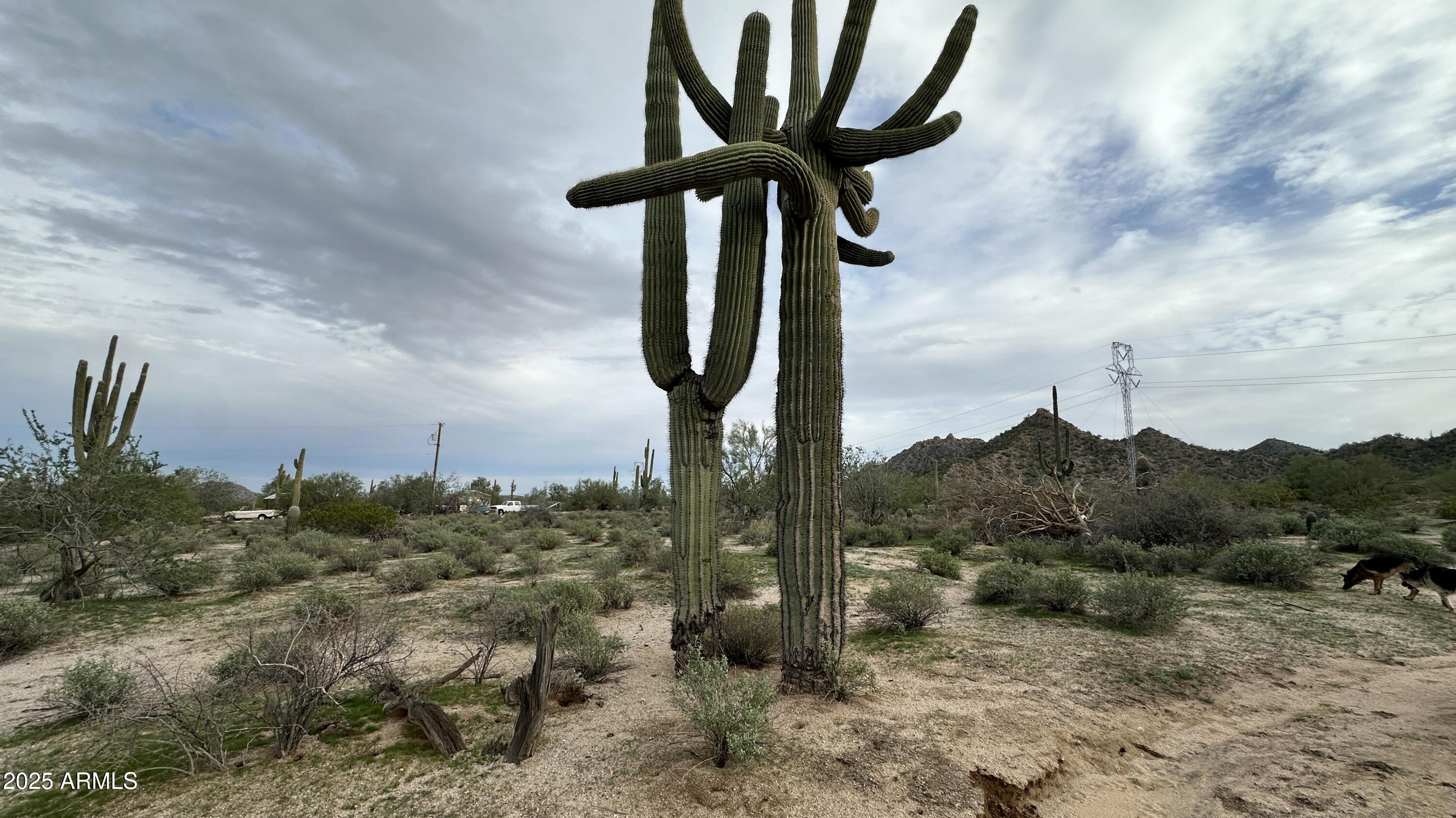 0 West Robin Road, Unit 31 Maricopa, AZ 85139 - Photo 2 of 8 a picture of a tree