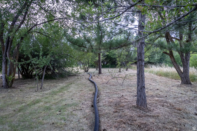 435 Canyon Road Millville, UT 84326 - Photo 71 of 113 Expansive natural landscape featuring a variety of mature trees and ground cover