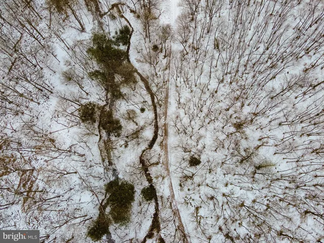 a view of a dry yard with a tree