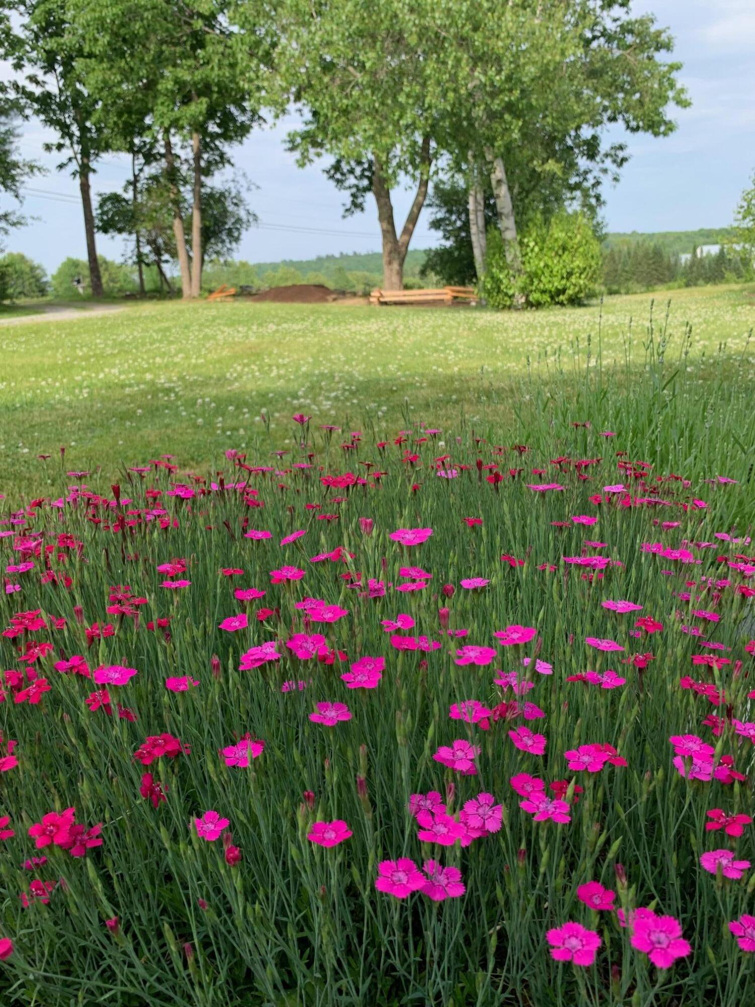 32 Old Fairgrounds Road Readfield, ME 04355 - Photo 23 of 88 PINK FLOWERS