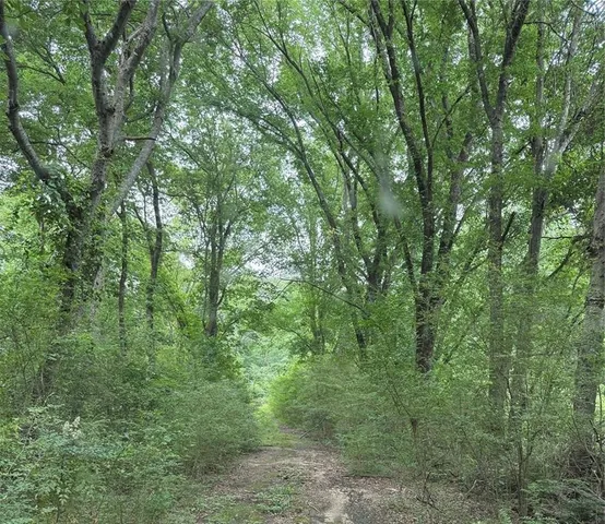 a view of a lush green forest