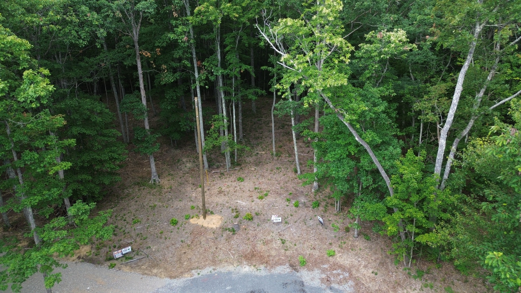 a view of a forest with lots of trees