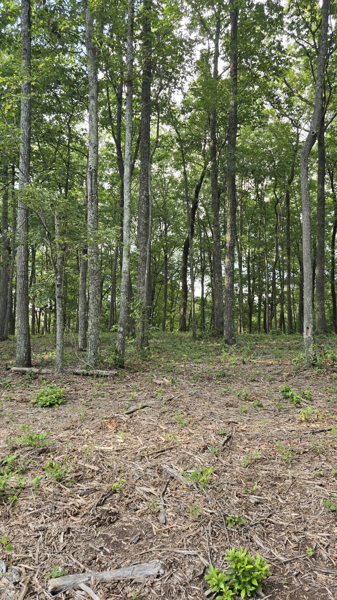 0 Bluff Point Rock Island, TN 38581 - Photo 11 of 12 a view of outdoor space with trees