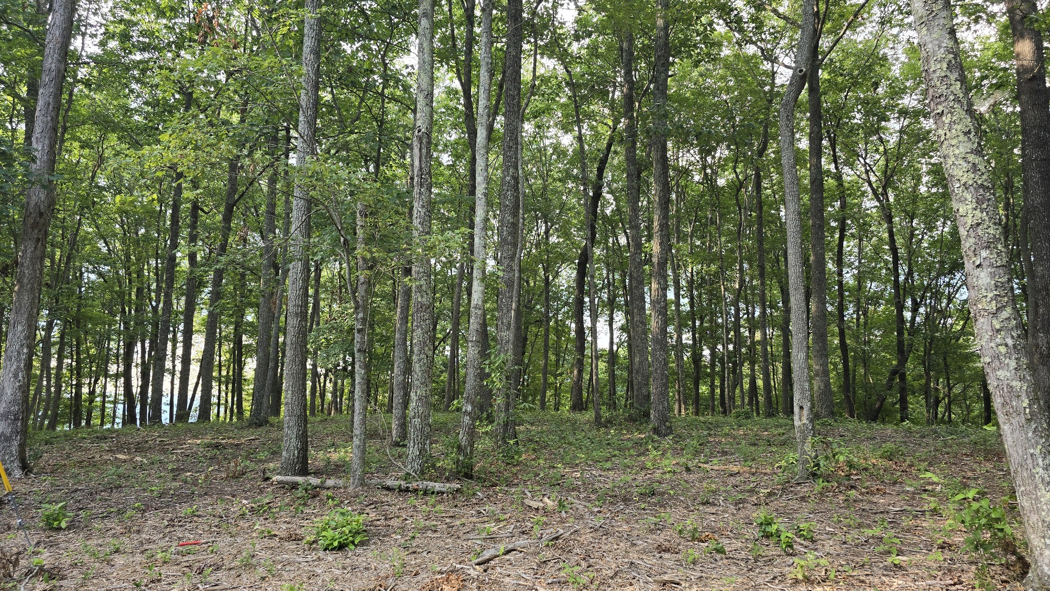 0 Bluff Point Rock Island, TN 38581 - Photo 2 of 12 a view of a forest that has large trees