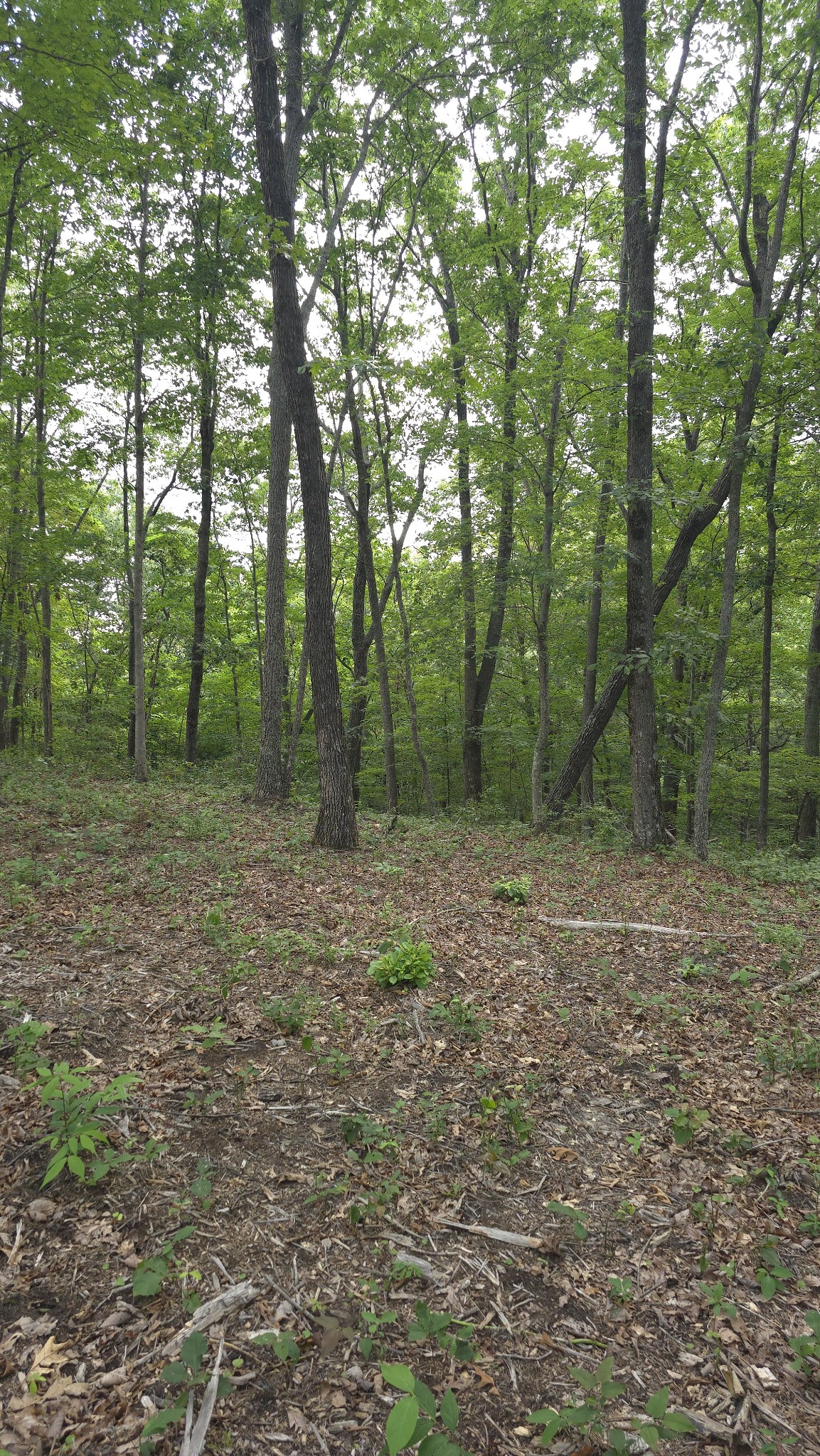 0 Bluff Point Rock Island, TN 38581 - Photo 10 of 12 a view of outdoor space and green space