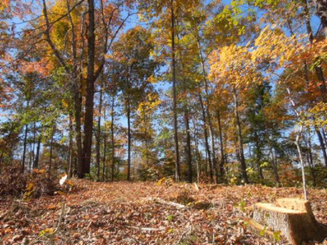 110.07-ac Turkey Town Road Hilham, TN 38568 - Photo 19 of 28 15