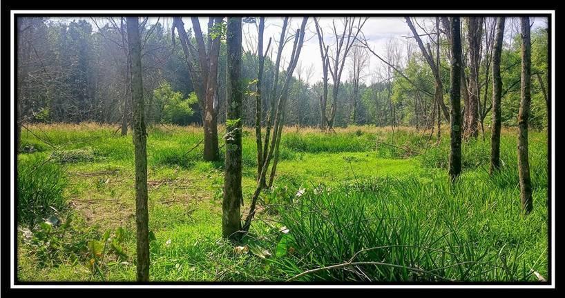 2998 Mainesville Road West Junction City, OH 43748 - Photo 12 of 48