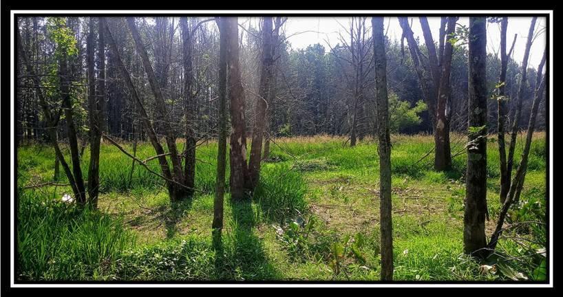 2998 Mainesville Road West Junction City, OH 43748 - Photo 17 of 48