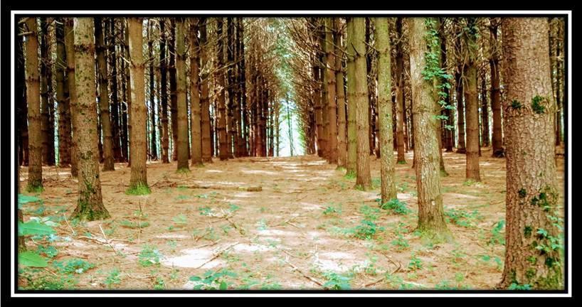 2998 Mainesville Road West Junction City, OH 43748 - Photo 22 of 48