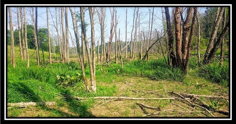 2998 Mainesville Road West Junction City, OH 43748 - Photo 27 of 48