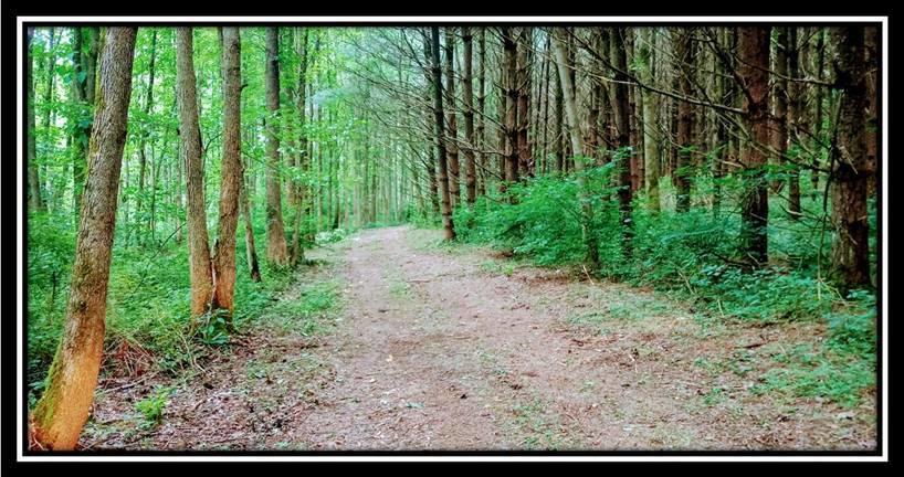 2998 Mainesville Road West Junction City, OH 43748 - Photo 30 of 48