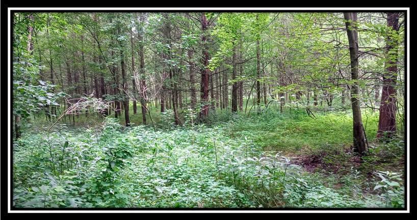 2998 Mainesville Road West Junction City, OH 43748 - Photo 33 of 48