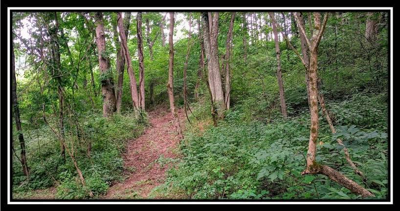 2998 Mainesville Road West Junction City, OH 43748 - Photo 36 of 48