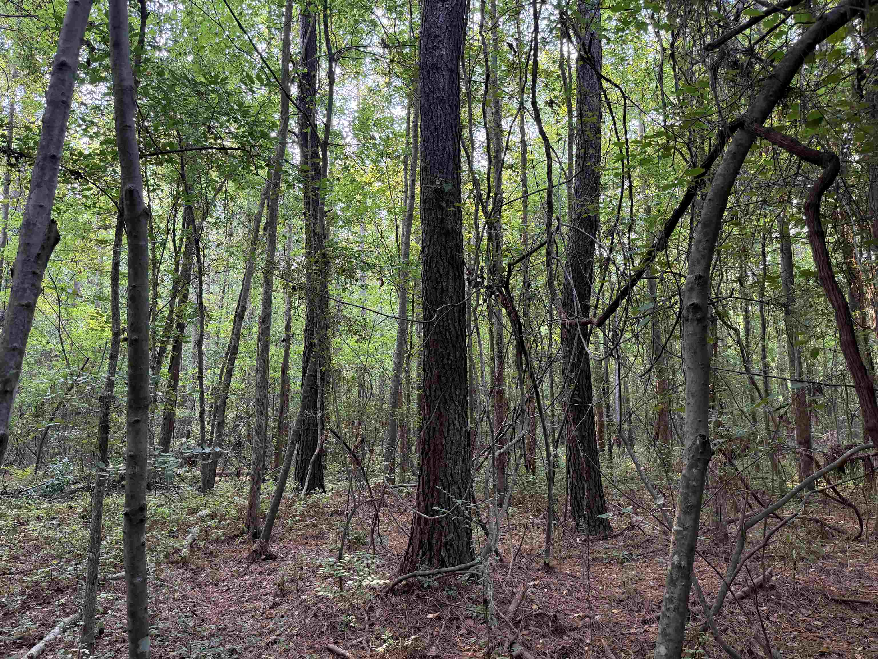 81.30-acres - Blackberry Road Hemingway, SC 29554 - Photo 17 of 21 Gallery Image 17