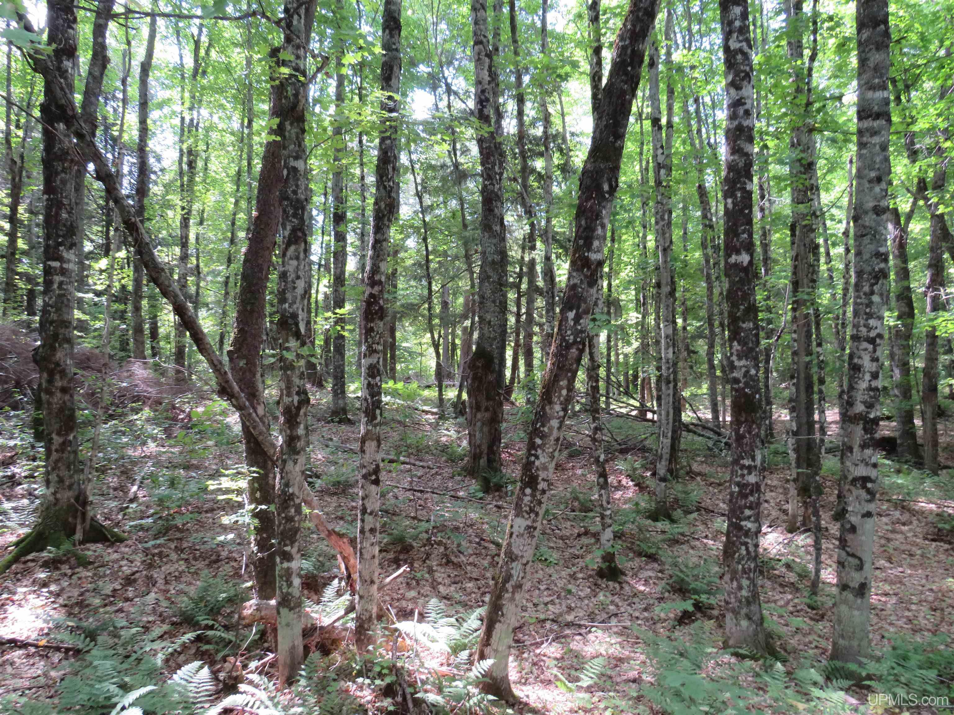 Tbd Black Creek Road Skanee, MI 49962 - Photo 7 of 14