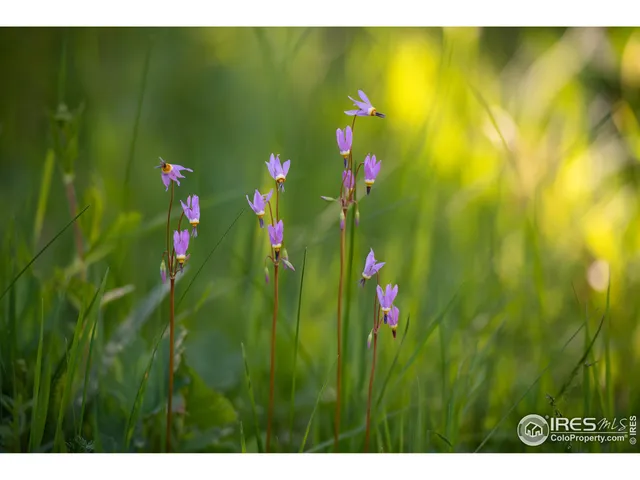 $939,000 | 1217 Big Owl Road, Allenspark, CO 80510