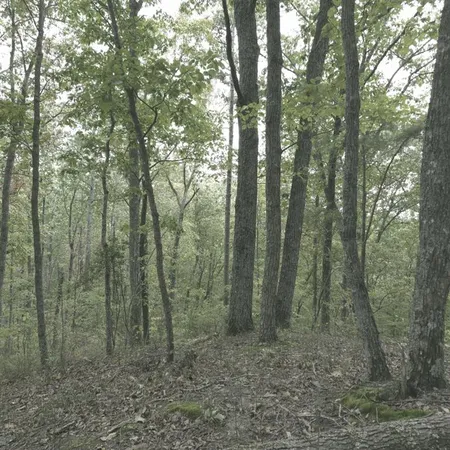 a view of a back yard