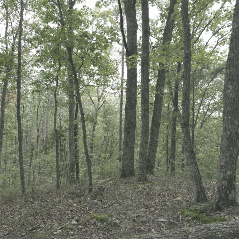 1251 Rambling Road Fairmount, GA 30139 - Photo 13 of 23 a view of forest