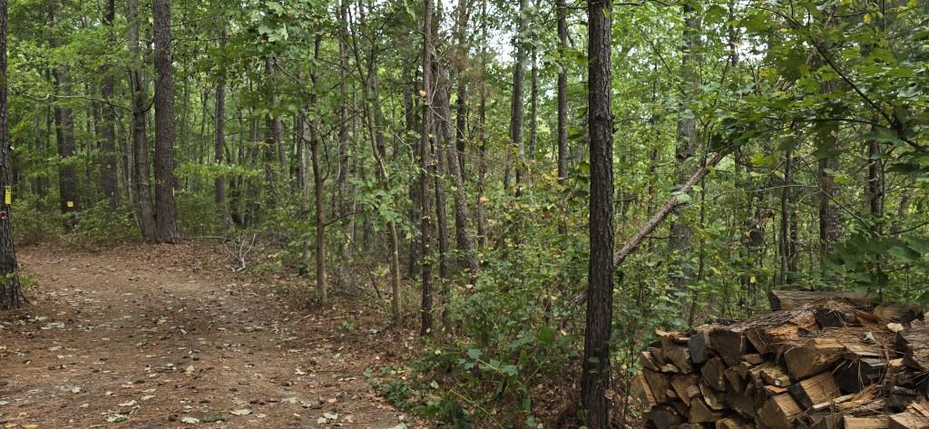 1251 Rambling Road Fairmount, GA 30139 - Photo 21 of 23 a view of a forest with lots of trees