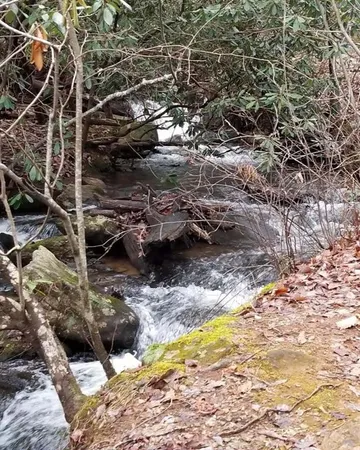 a view of a forest that has large trees