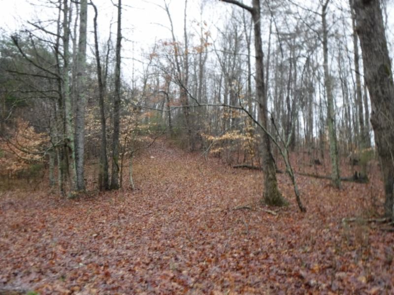 1 Arrowhead Road Moss, TN 38575 - Photo 8 of 14 a view of a forest with trees in the background