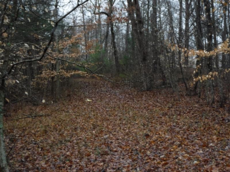 1 Arrowhead Road Moss, TN 38575 - Photo 10 of 14 a view of a forest with trees in the background