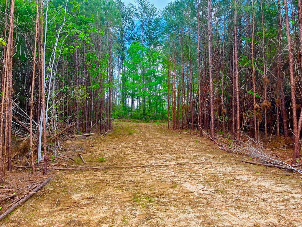 Tbd Reeves Road Southeast Ruth, MS 39662 - Photo 3 of 8 Photo 3