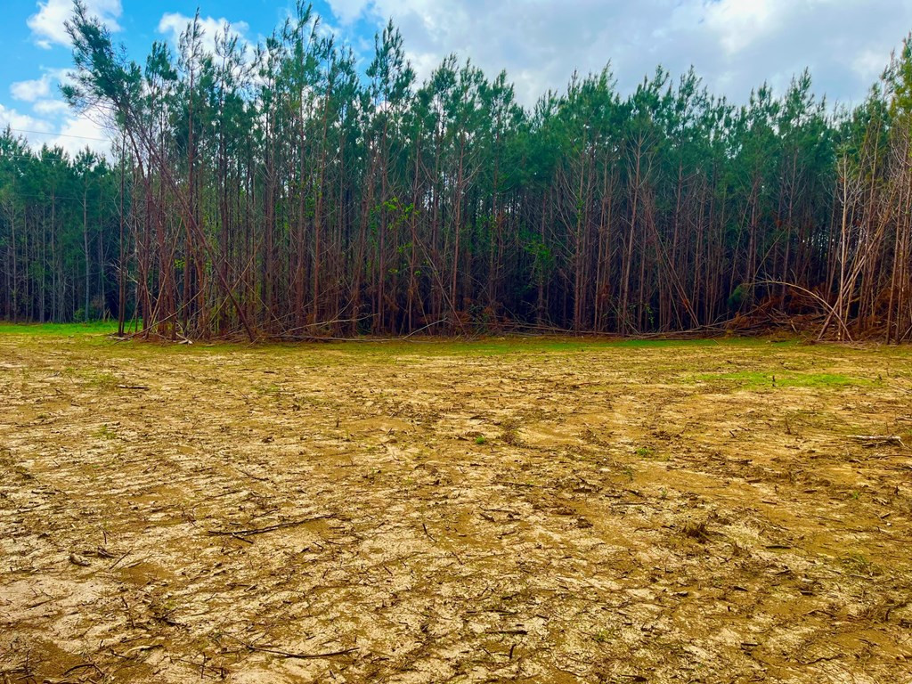 Tbd Reeves Road Southeast Ruth, MS 39662 - Photo 4 of 8 Photo 4