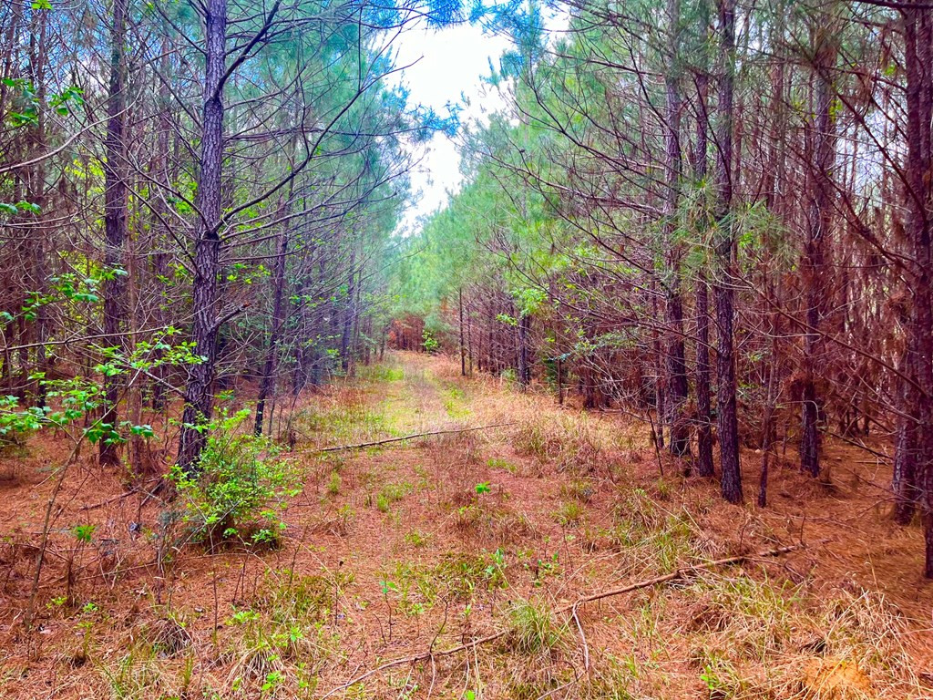 Tbd Reeves Road Southeast Ruth, MS 39662 - Photo 5 of 8 Photo 5