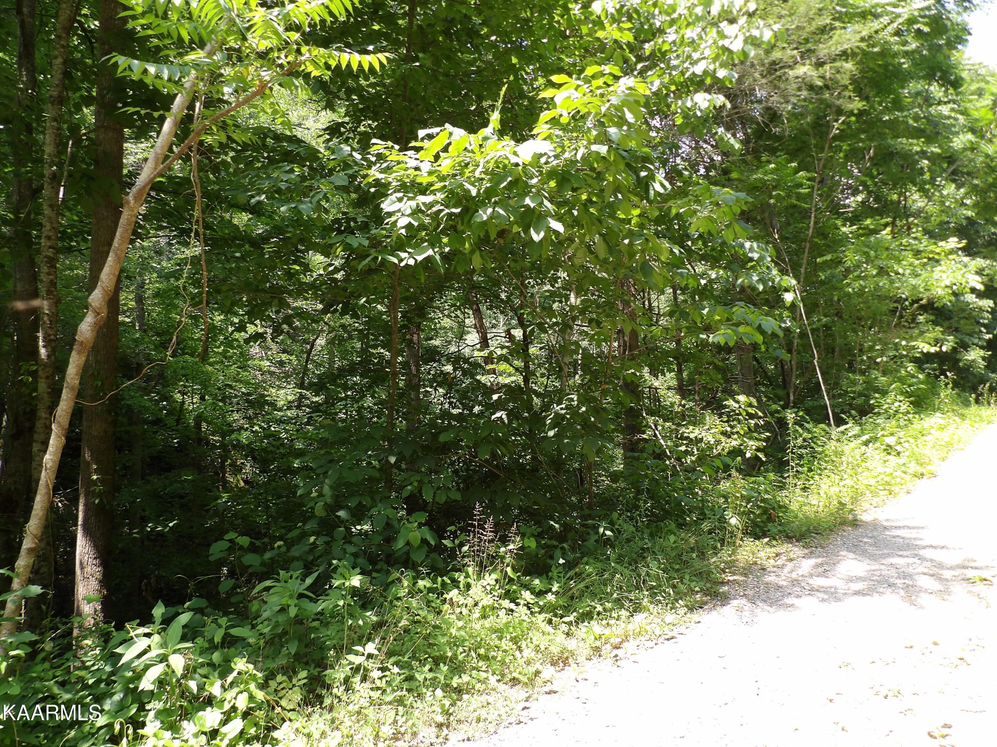 0 Middle Fork Way Del Rio, TN 37727 - Photo 11 of 22 a view of a tree