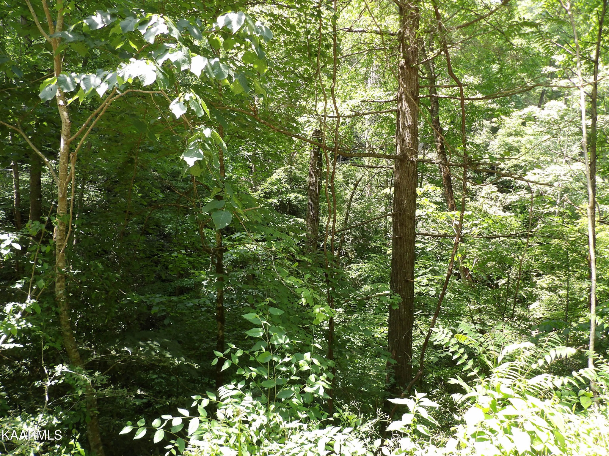 0 Middle Fork Way Del Rio, TN 37727 - Photo 13 of 22 a view of a tree