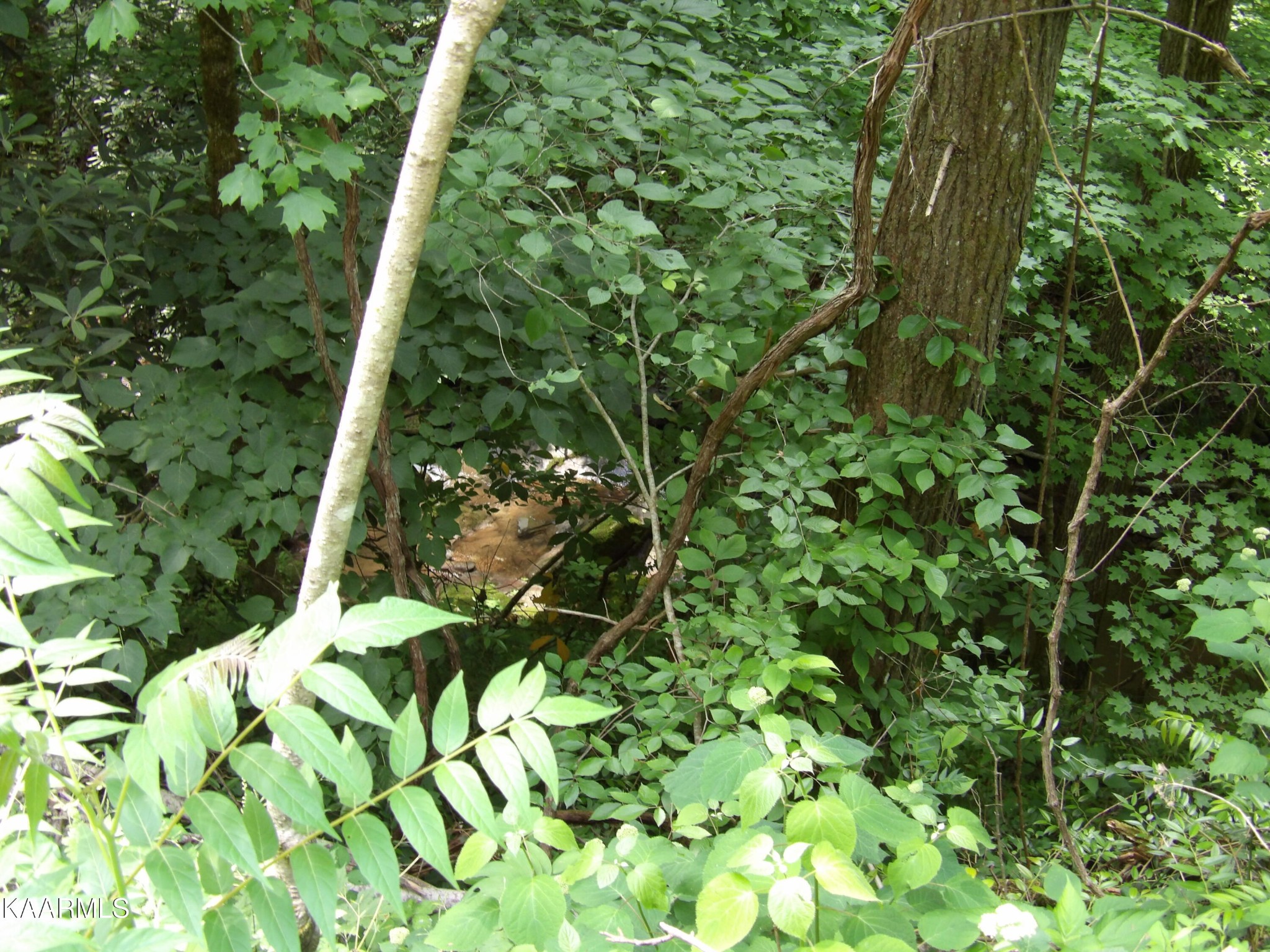 0 Middle Fork Way Del Rio, TN 37727 - Photo 14 of 22 a backyard of a house with lots of green space