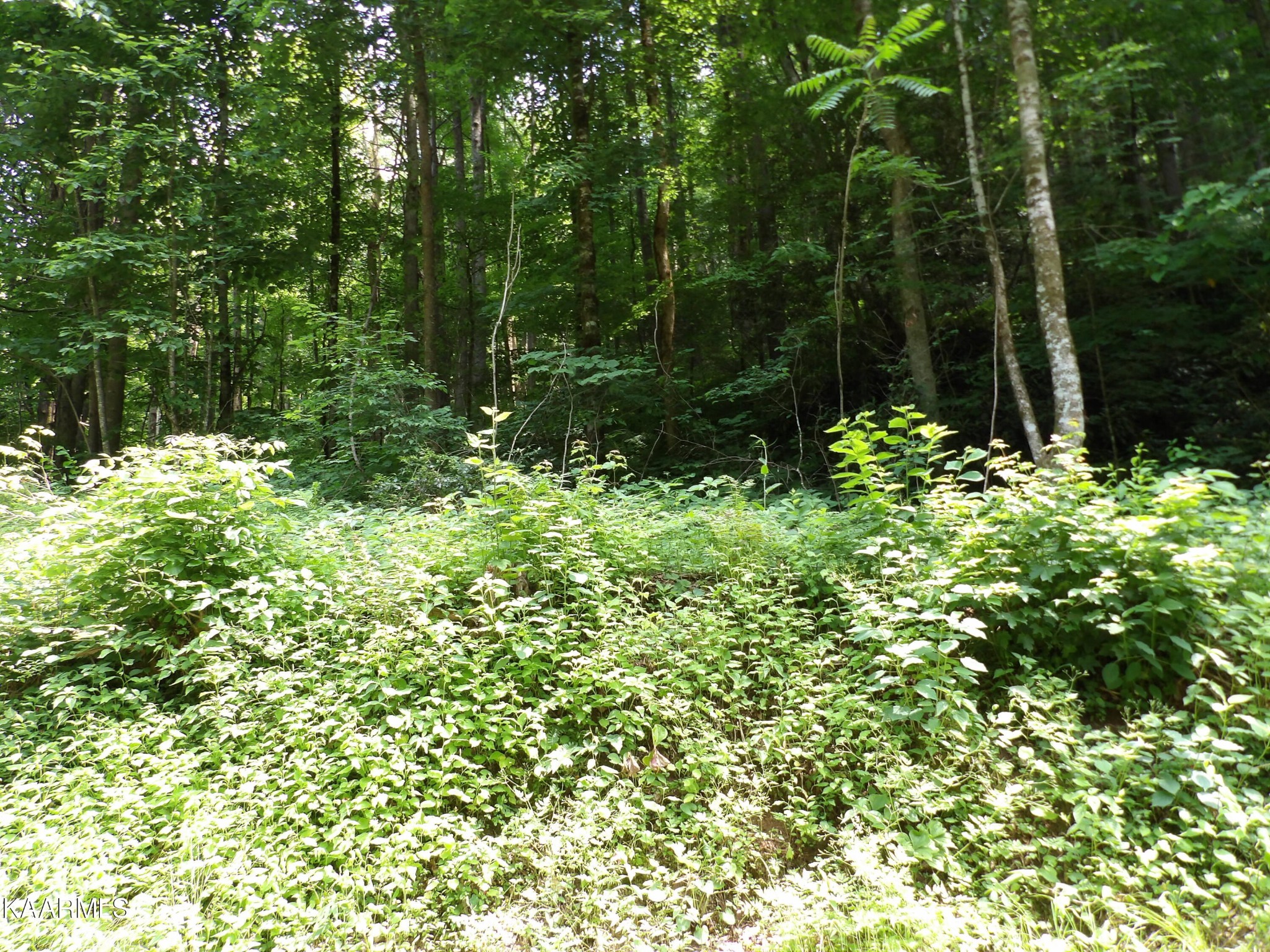 0 Middle Fork Way Del Rio, TN 37727 - Photo 3 of 22 a backyard of a house with lots of green space