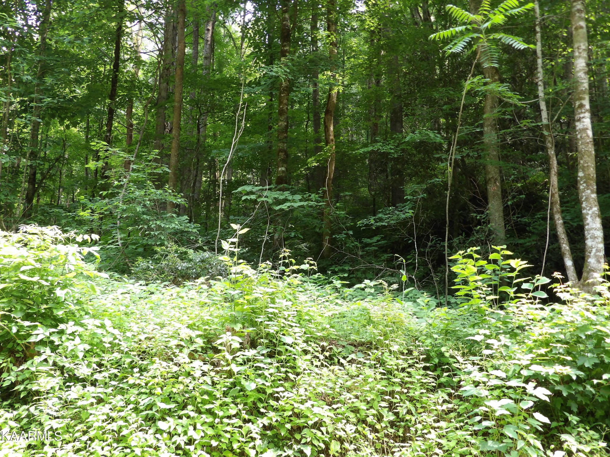 0 Middle Fork Way Del Rio, TN 37727 - Photo 5 of 22 a view of a garden