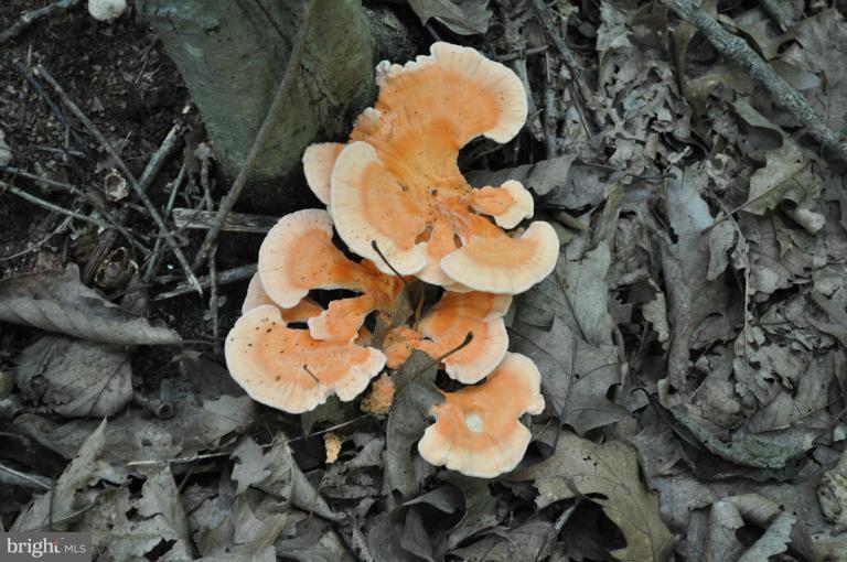 Rohrbaugh Road Hampstead, MD 21074 - Photo 15 of 24 View