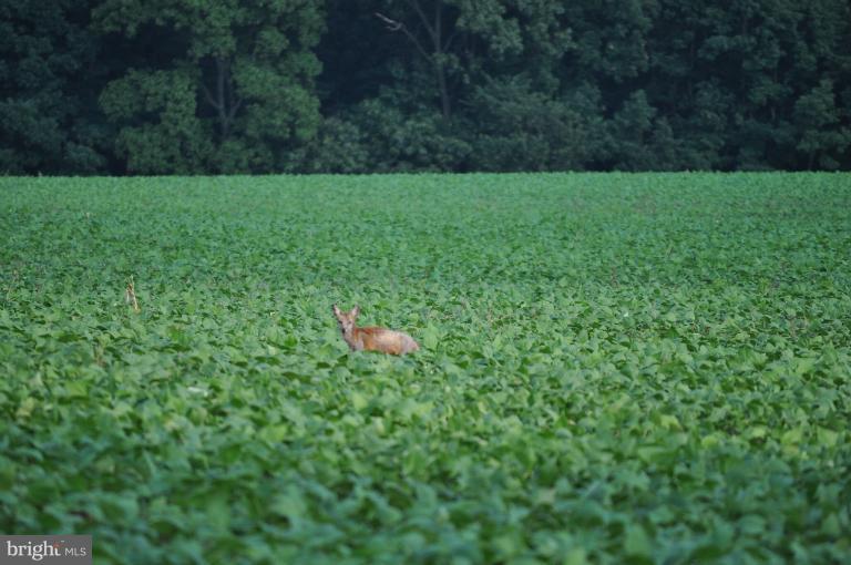 Rohrbaugh Road Hampstead, MD 21074 - Photo 8 of 24 LIKE A FOX ON THE RUN