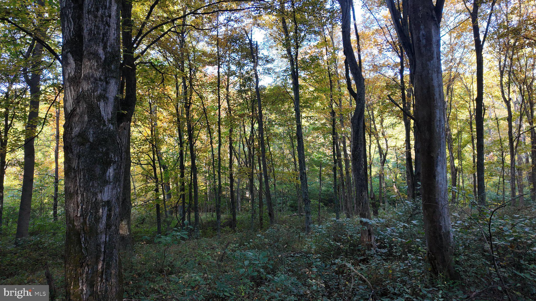 Cold Run Valley Road Berkeley Springs, WV 25411 - Photo 60 of 83 Gallery Image 60