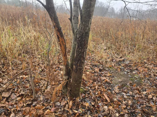 $119,999 | Xxxx Xxxx 244th Street, Shafer, MN 55074