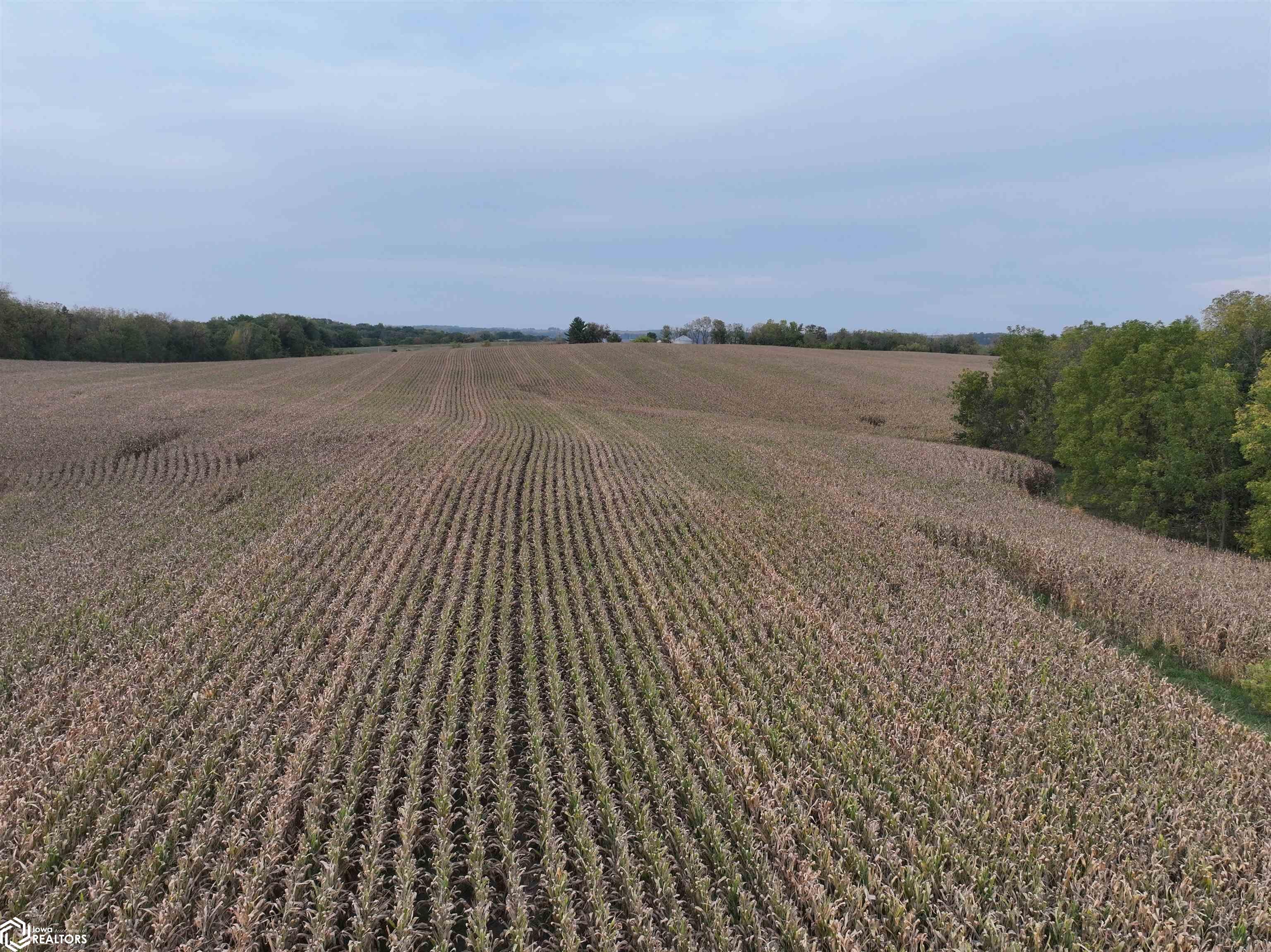 Fox Road Wadena, IA 52169 - Photo 10 of 13 Gallery Image 10