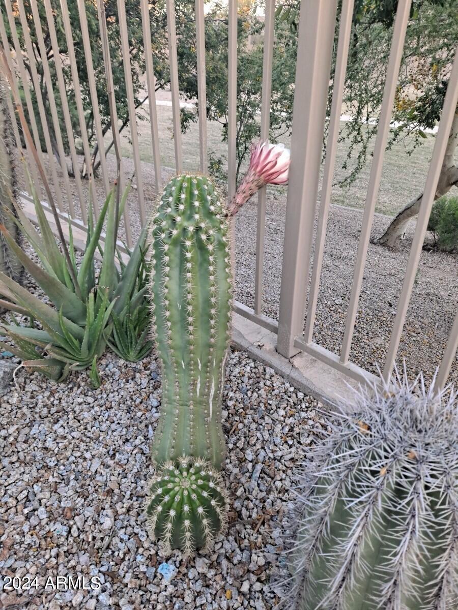 44973 West Sandhill Road Maricopa, AZ 85139 - Photo 34 of 38 39