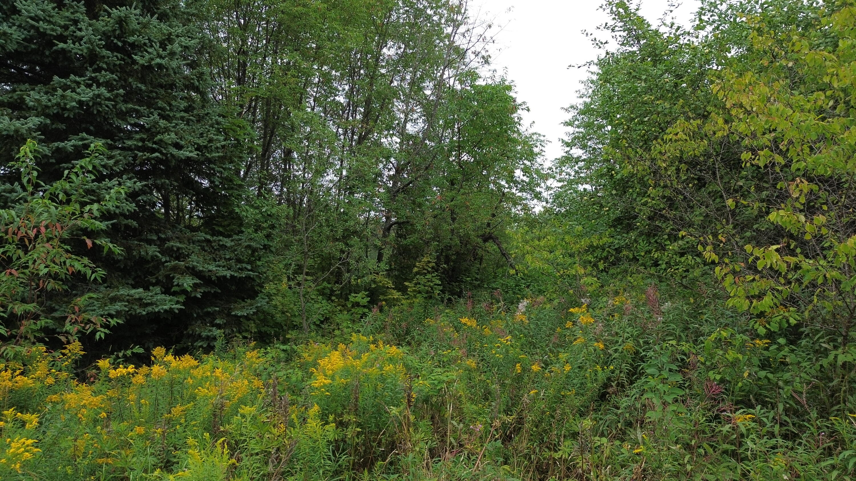 272 E Road New Sweden, ME 04762 - Photo 8 of 41 DJI_0462
