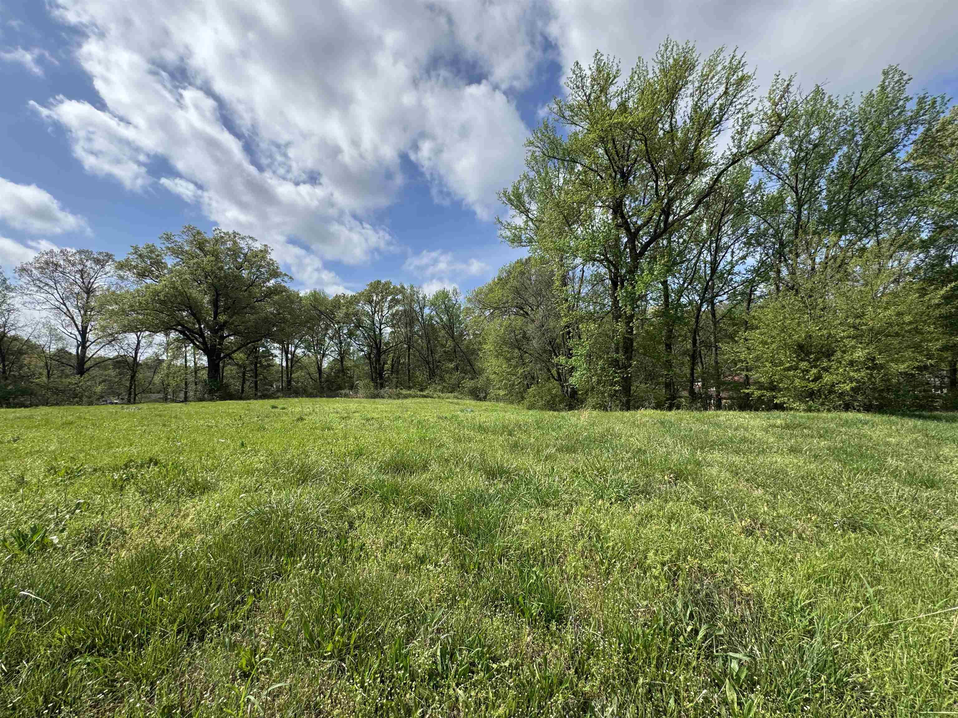 1163 West Raines Road Memphis, TN 38109 - Photo 3 of 7 View of local wilderness